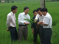 Thành viên BCĐ kiểm tra công tác phòng trừ rầy tại huyện Mai Châu